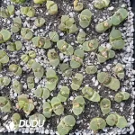 Conophytum 1453.9 Cherry Blossom (One Tray)
