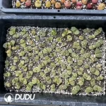 Conophytum 1453.9 Cherry Blossom (One Tray) - Image 2