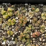 Conophytum 1810.23 (One Tray)