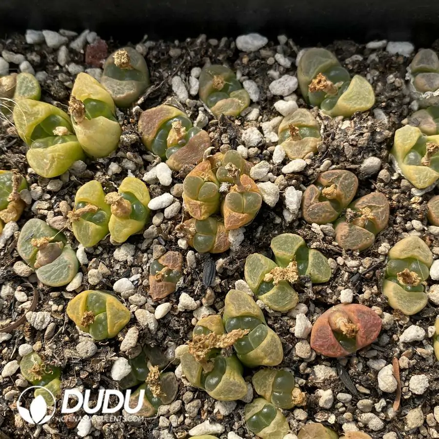 1741945365-e201.webp Conophytum 1810.23 (One Tray) - Image 1