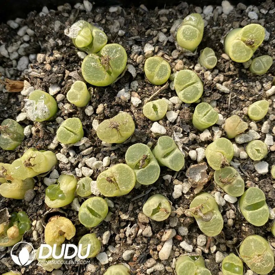 1741945475-e201.webp Conophytum 1453 (One Tray) - Image 1