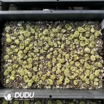 Conophytum 1453 (One Tray) - Image 2