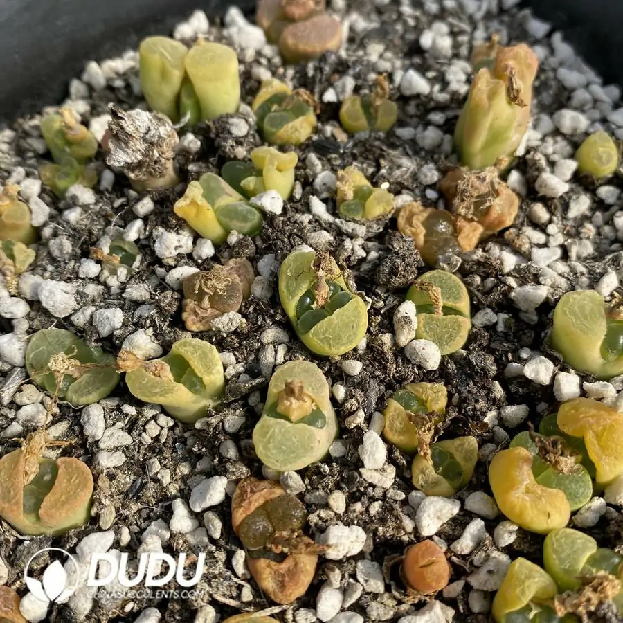 1741945584-e201.webp Conophytum 1797.85 (One Tray) - Image 1