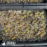 Conophytum 1797.85 (One Tray) - Image 2