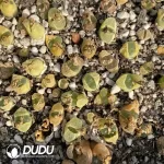 Conophytum 1802.84 Jichuang (One Tray)