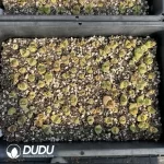 Conophytum 1802.84 Jichuang (One Tray) - Image 2