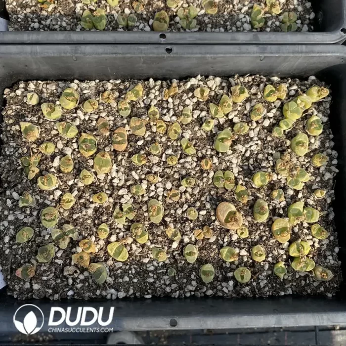 Conophytum 1802.84 Jichuang (One Tray) - Image 2