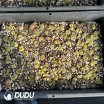Conophytum 1453.71 Goldeneye (One Tray) - Image 2