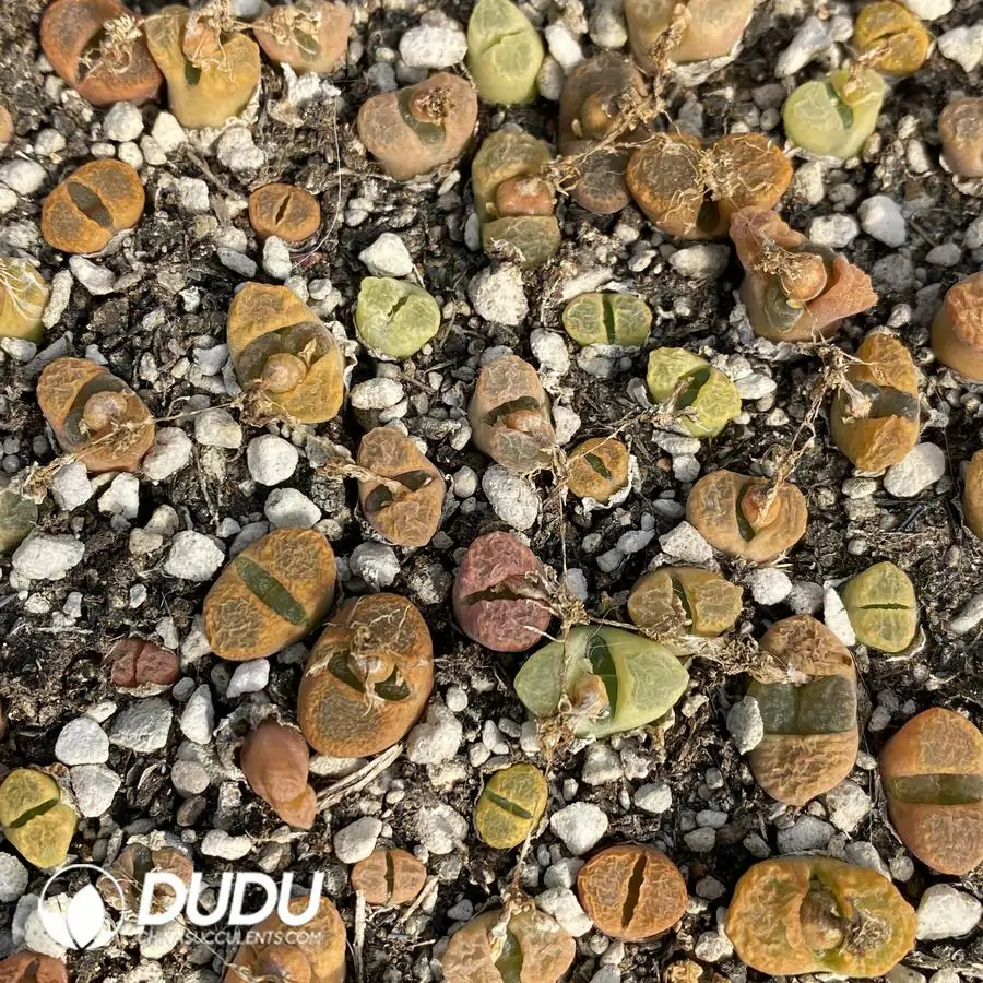 1741945697-e201.webp Conophytum 1809.5 (One Tray) - Image 1