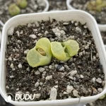 Conophytum 1810.1 Bunana Double Heads
