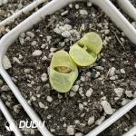 Conophytum 1810.1 Bunana Double Heads - Image 2