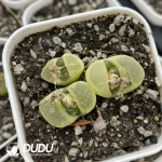 Conophytum 1810.2 Bunana 3-head Clustering