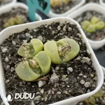 Conophytum 1810.2 Bunana 3-head Clustering - Image 2