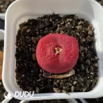 Conophytum 1801.1 Flat Peach