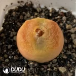 Conophytum 1801.1 Flat Peach - Image 2