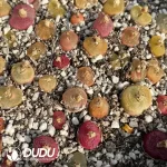 Conophytum 1801.2 Flat Peach (One Tray)