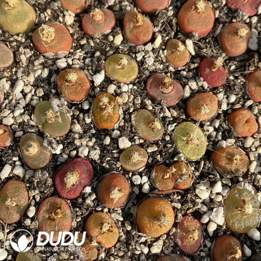 1741945896-e201.webp Conophytum 1430.5 Nectarine - Image 1