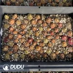 Conophytum 1430.5 Nectarine - Image 2