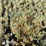 Dicrocaulon Granulated Sugar