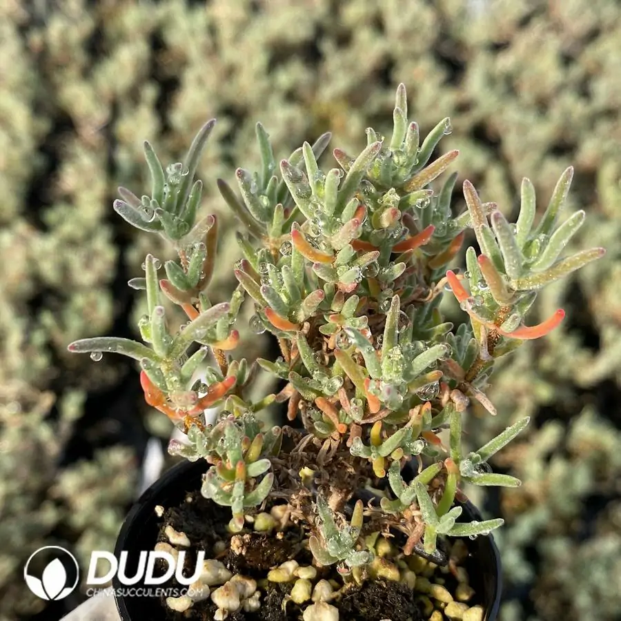 1742175495-e201.webp Dicrocaulon Granulated Sugar - Image 1