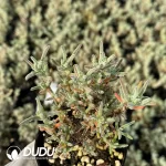 Dicrocaulon Granulated Sugar - Image 2