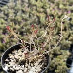Dicrocaulon Fire Fox