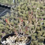 Dicrocaulon Fire Fox - Image 2