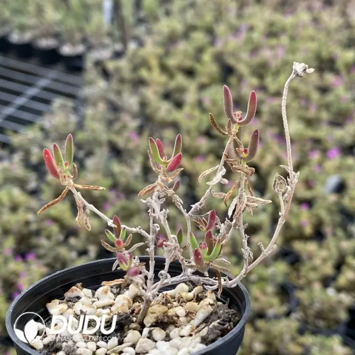 Dicrocaulon Fire Fox - Image 2