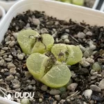 Conophytum 1453.71 GoldenEye 3 Heads Clustering - Image 2