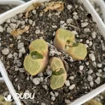 Conophytum 1453.10 Sakura 3 Head Clustering