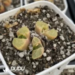 Conophytum 1453.10 Sakura 3 Head Clustering - Image 2