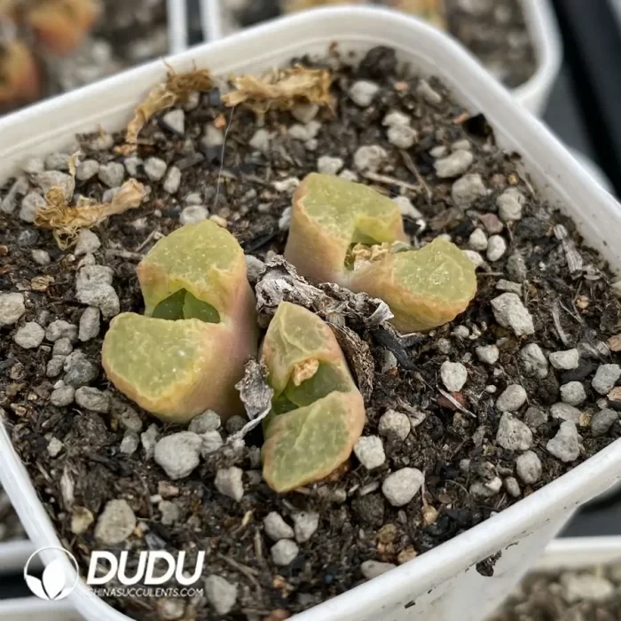 Conophytum 1453.10 Sakura 3 Head Clustering - Image 2