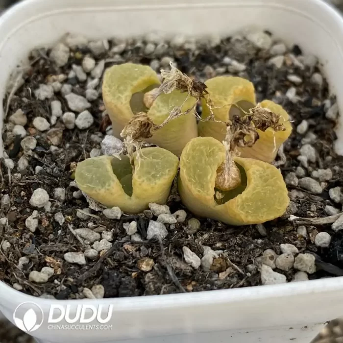 Conophytum 1453.11 Sakura 4 Head Clustering - Image 2