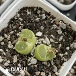 1798 Conophytum Ophthalmophyllum friedrichiae Double head