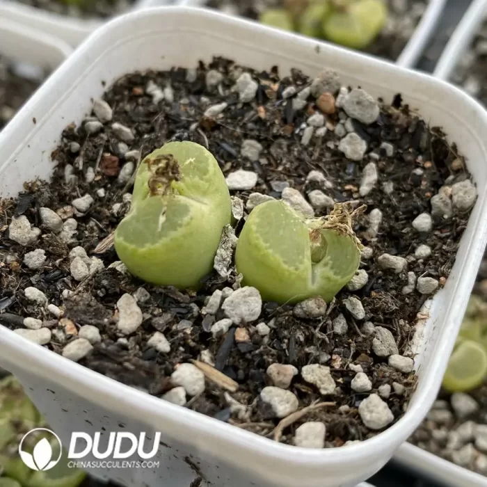 1798 Conophytum Ophthalmophyllum friedrichiae Double head - Image 2