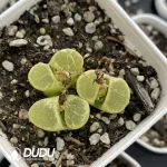 1798 Conophytum Ophthalmophyllum friedrichiae 3 head Clustering