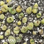 Conophytum 1799.12 (One Tray)