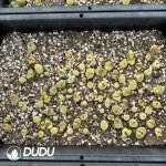 Conophytum 1799.12 (One Tray) - Image 2