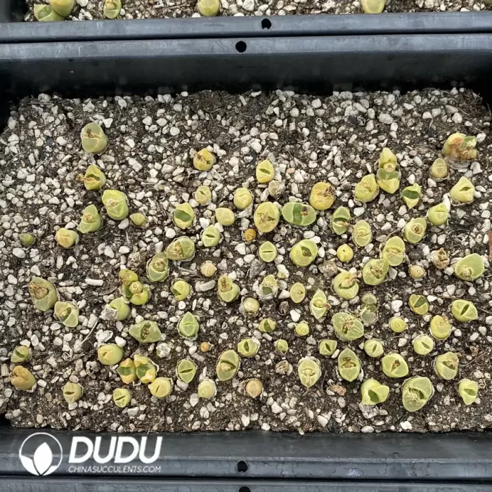 Conophytum 1799.12 (One Tray) - Image 2