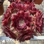 Aeonium Fireworks Clustering