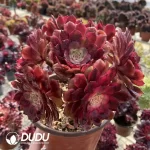 Aeonium Fireworks Clustering - Image 2