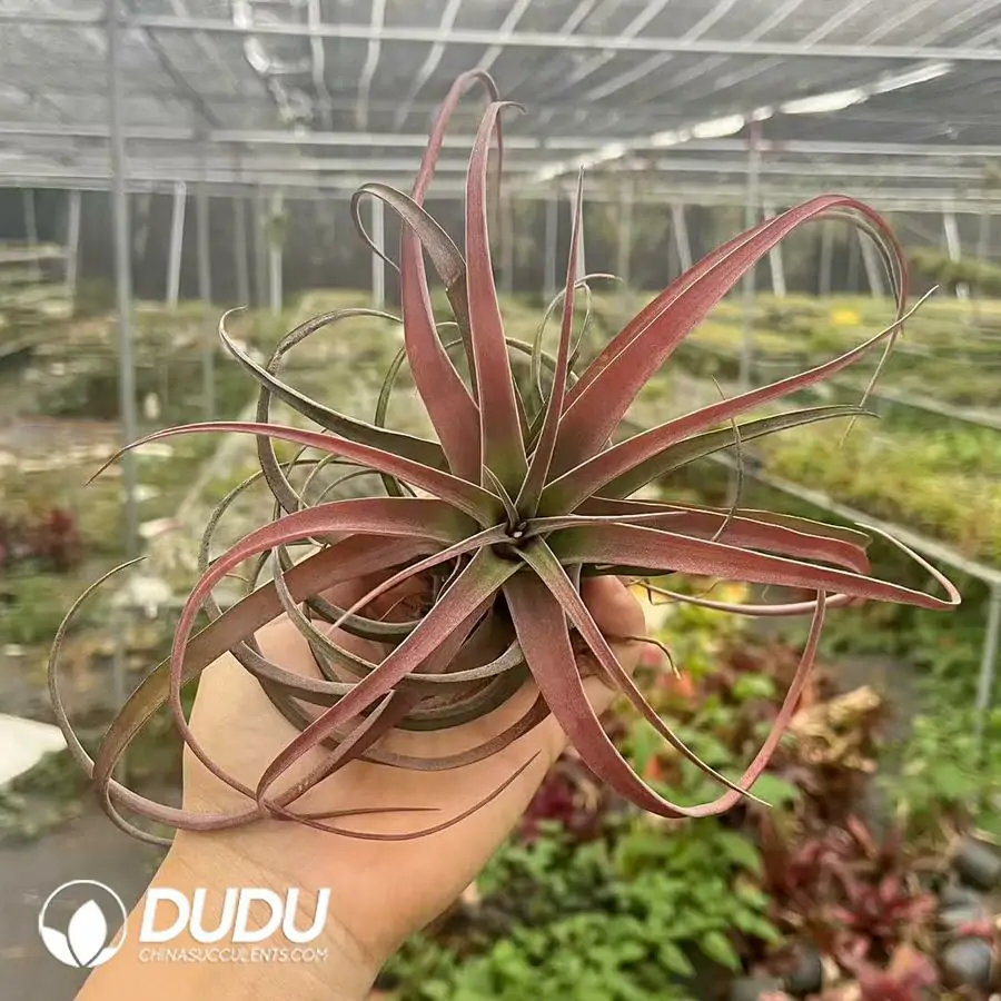 1742197447-e201.webp Tillandsia Eric Knobloch - Image 1