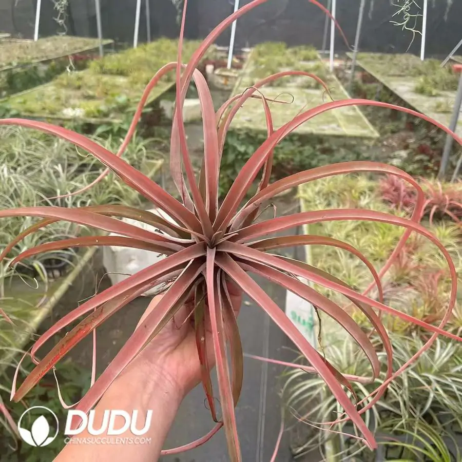 1742197477-e201.webp Tillandsia Capitata Red - Image 1