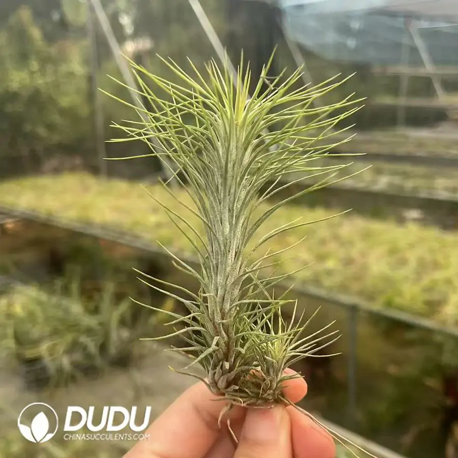 1742197491-e201.webp Tillandsia Funckiana - Image 1