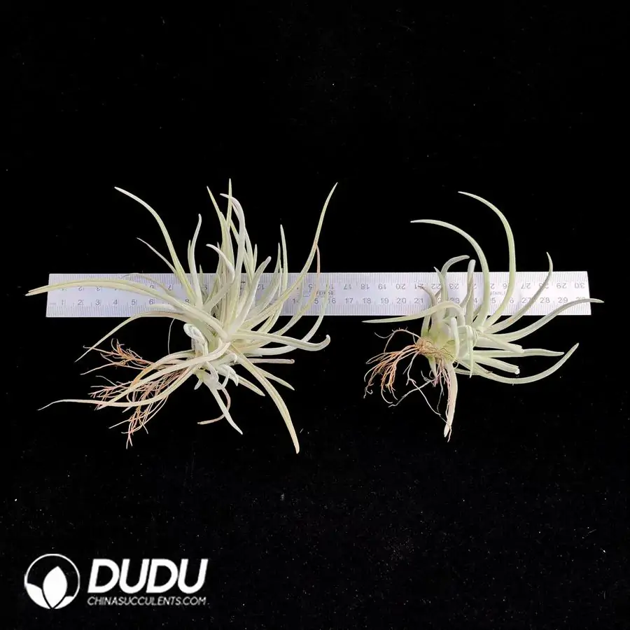 1742197555-e201.webp Tillandsia Glabrior (Small) - Image 1