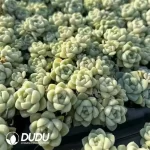 105Pcs/Tray Echeveria Thick leaves Moon shadow ngle and double clustering mixed Seedlings