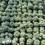 105Pcs/Tray Echeveria Thick leaves Moon shadow ngle and double clustering mixed Seedlings - Image 2