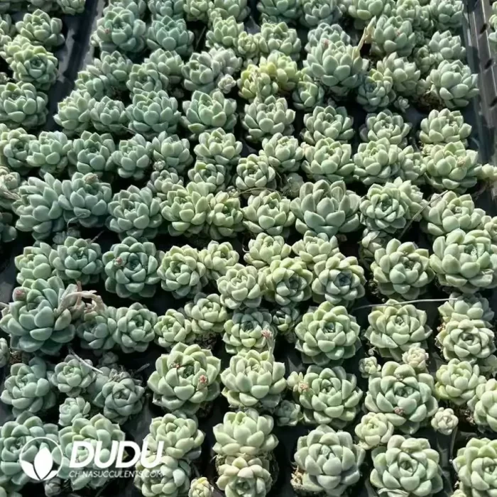 105Pcs/Tray Echeveria Thick leaves Moon shadow ngle and double clustering mixed Seedlings - Image 2