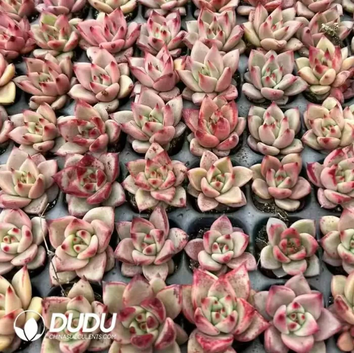 128Pcs/Tray Echeveria Blood Luo Seedlings - Image 2