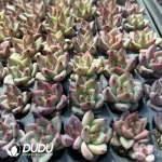 128Pcs/Tray Echeveria Beauty Seedlings